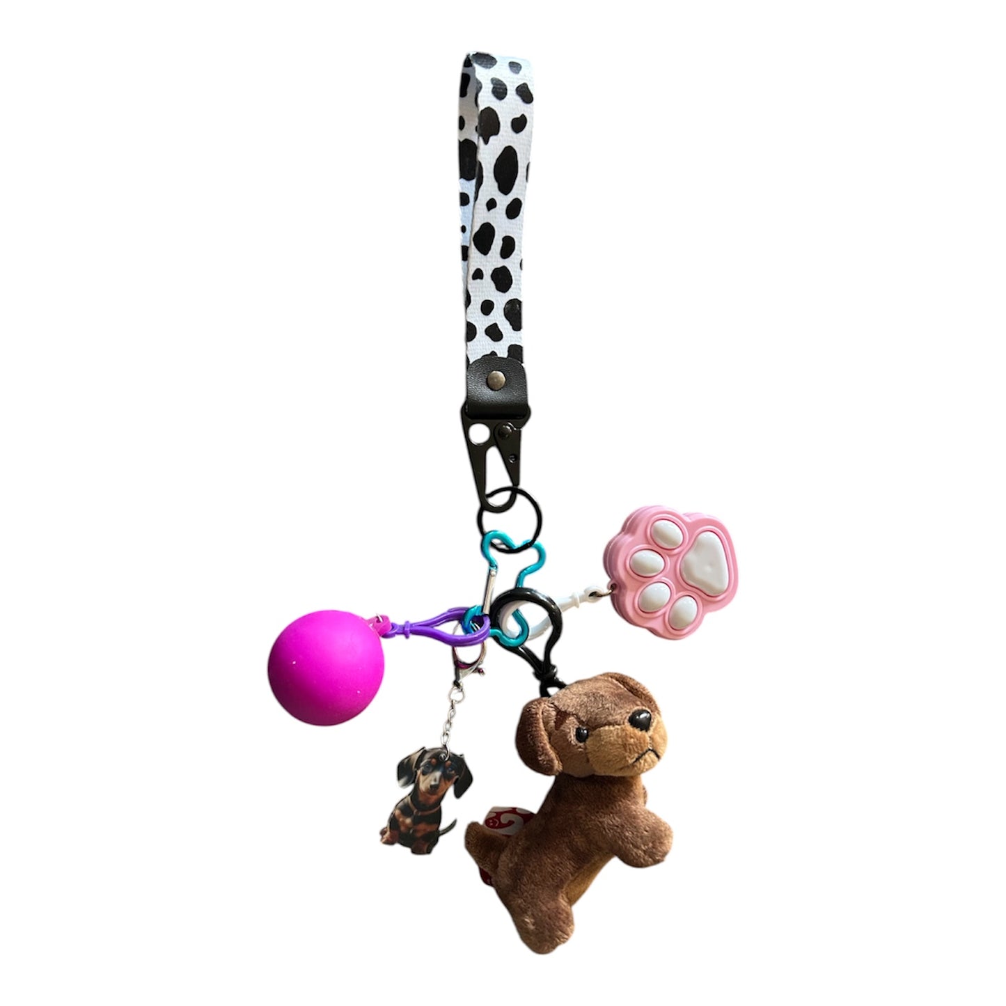 Daschund fidgets with key strap