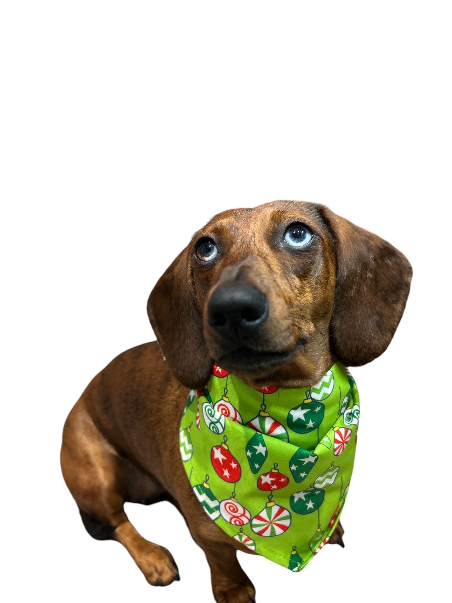 Isabella dog bandana