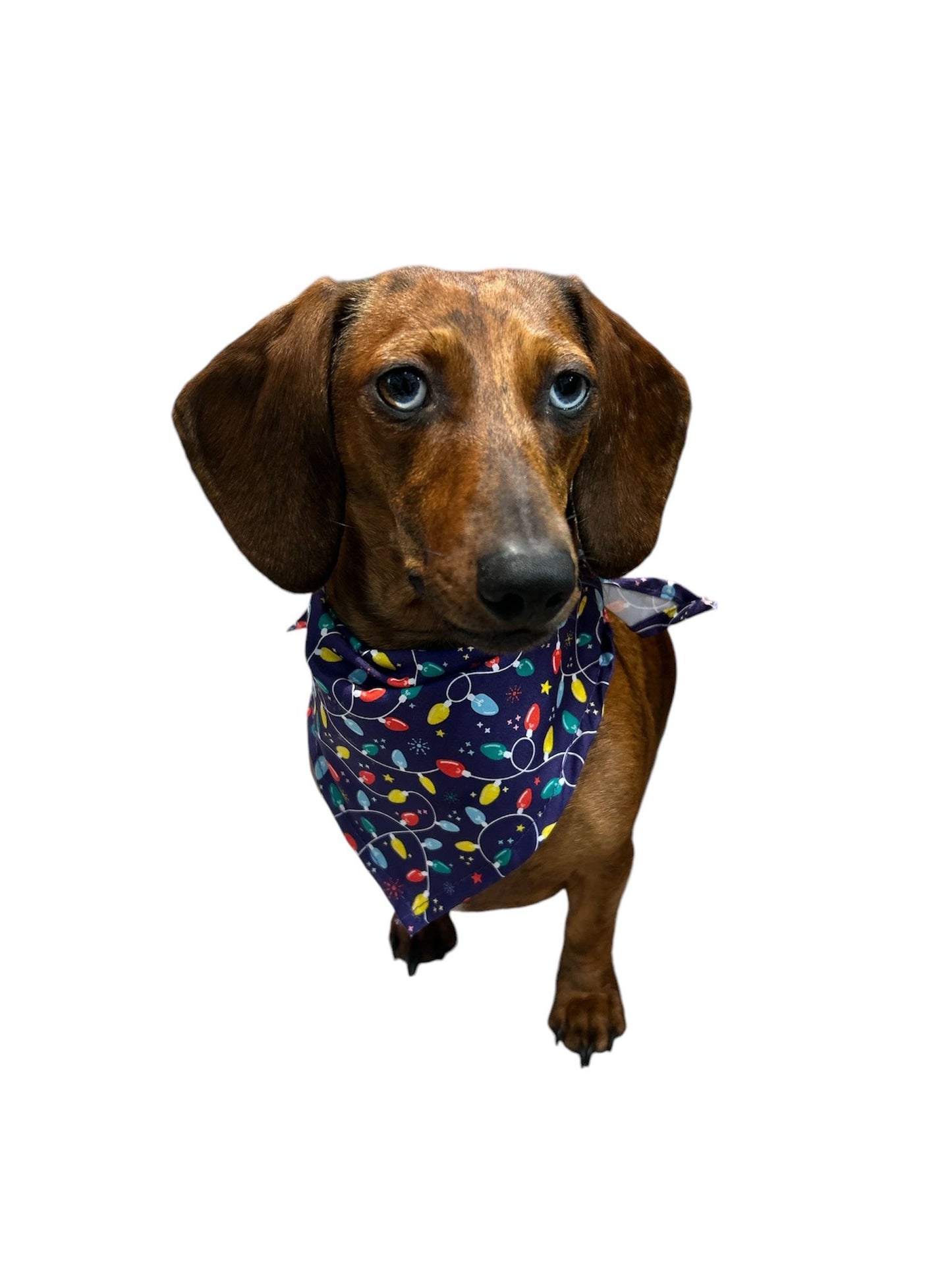 Isabella dog bandana